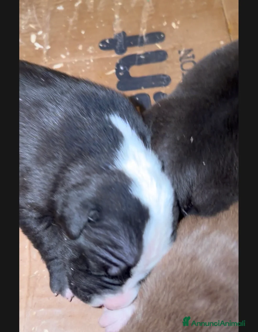 Pitbull cani in vendita: Cuccioli Pit Bull Black,Red,Blue Nose - Annuncio 2