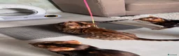 Bengala gatti in vendita: Bengala TICA Bellissimi ed Adorabili  a Città Metropolitana di Napoli - Annuncio 10