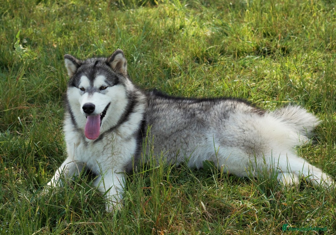 Alaskan Malamute cani in vendita: Cucciolo di alaskan malamute - Annuncio 6