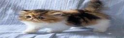 Persiano gatti in vendita: Cuccioli di Persiano - Annuncio 3