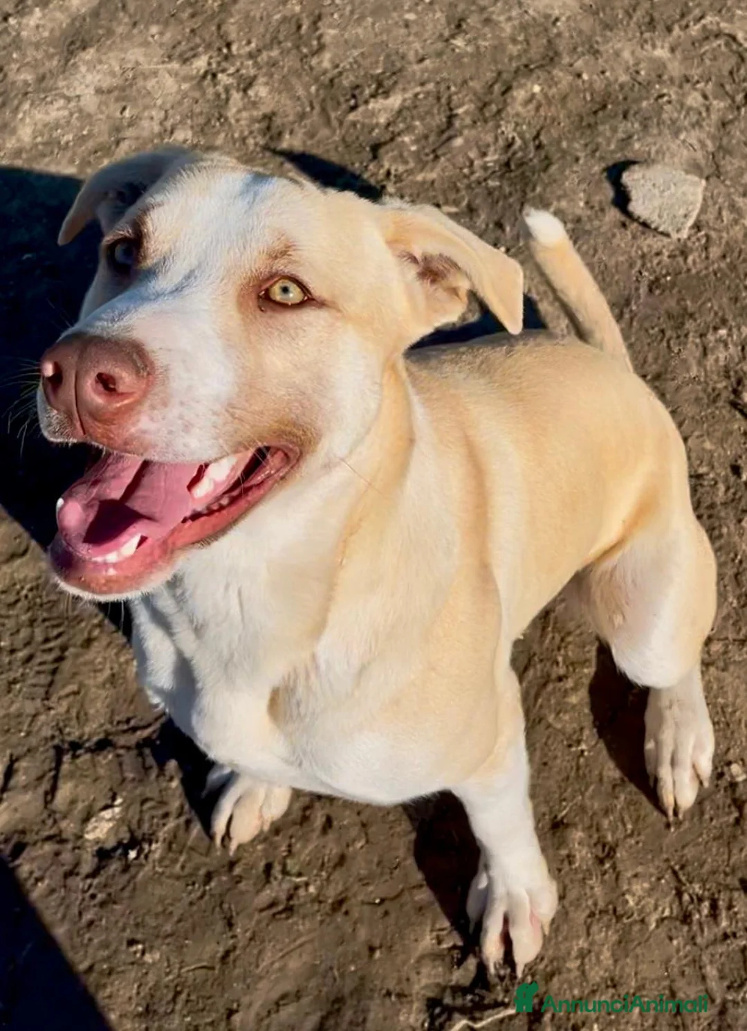 American Staffordshire cani in regalo: Simon - Annuncio 6