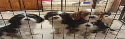 Cavalier King cani in vendita: Cuccioli Cavalier King PEDIGREE CERTIFICAZIONI  - Annuncio 8