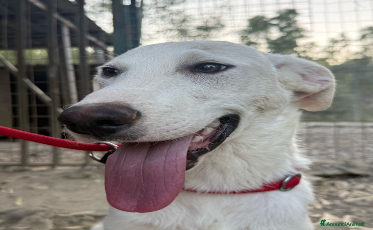 Meticcio cani a Provincia di Crotone - Annuncio 18