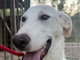 Meticcio cani RINGO a Provincia di Crotone - Annuncio 6