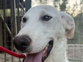 Meticcio cani RINGO a Provincia di Crotone - Annuncio 24