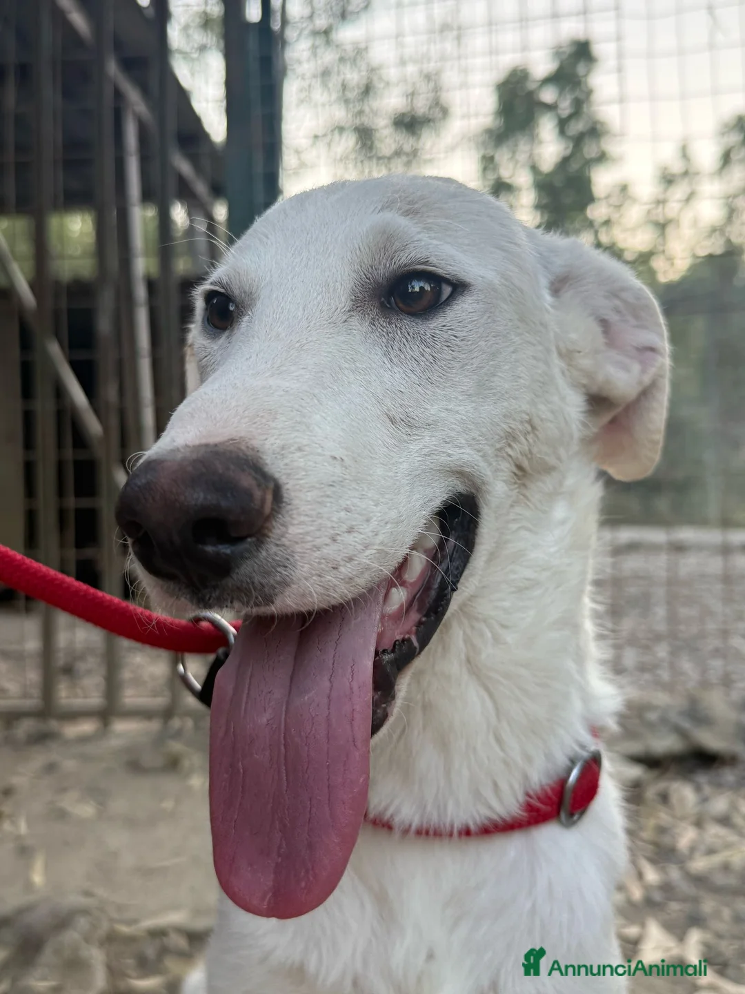 Meticcio cani in regalo: RINGO  a Provincia di Crotone - Annuncio 1