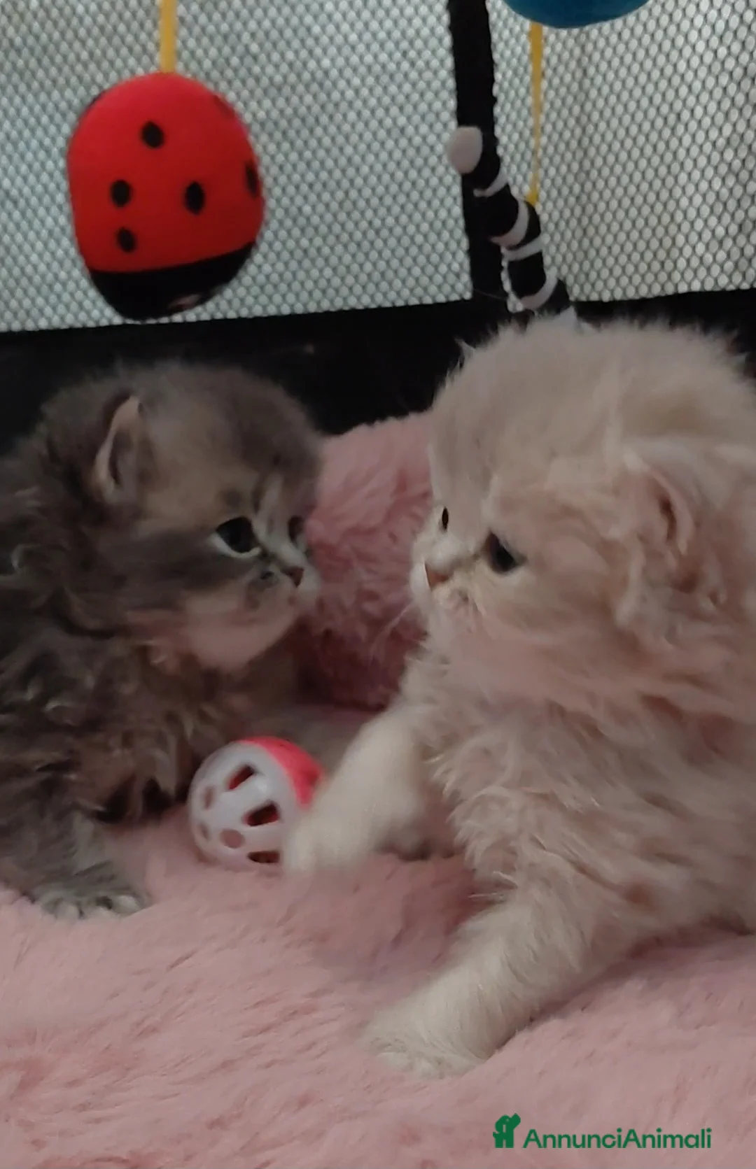 British gatti in vendita: Cucciolo British longhair  - Annuncio 1