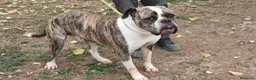 American Bully cani in regalo: ETTORE AMERICAN BULLDOG HA BISOGNO DI UNA CASA - Annuncio 2
