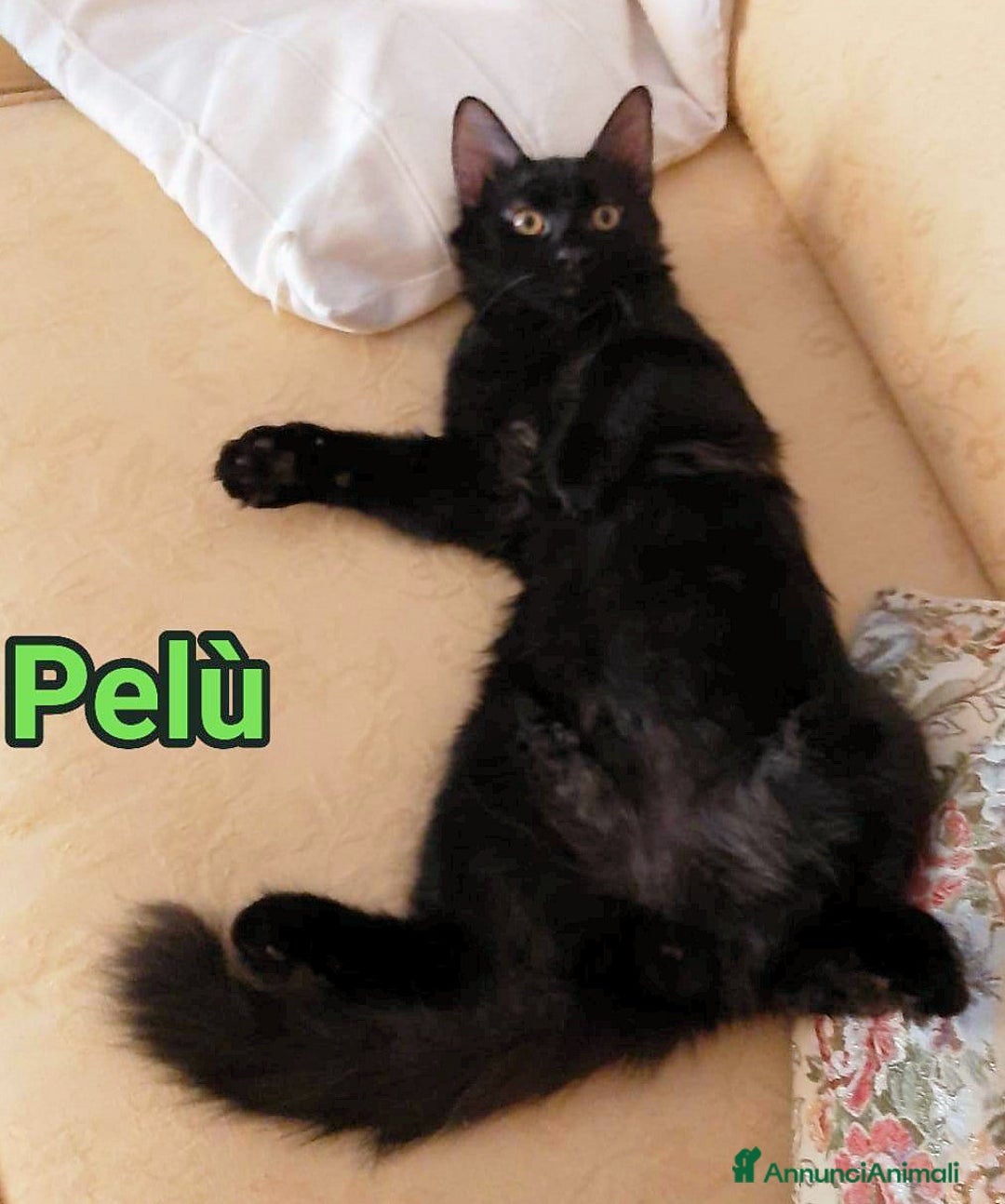 Europeo gatti in regalo:   PELU   E PAMY DOLCISSIMI GATTINI  - Annuncio 2