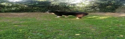 Terranova cani in regalo: Boris, Terranova in Canile  - Annuncio 2