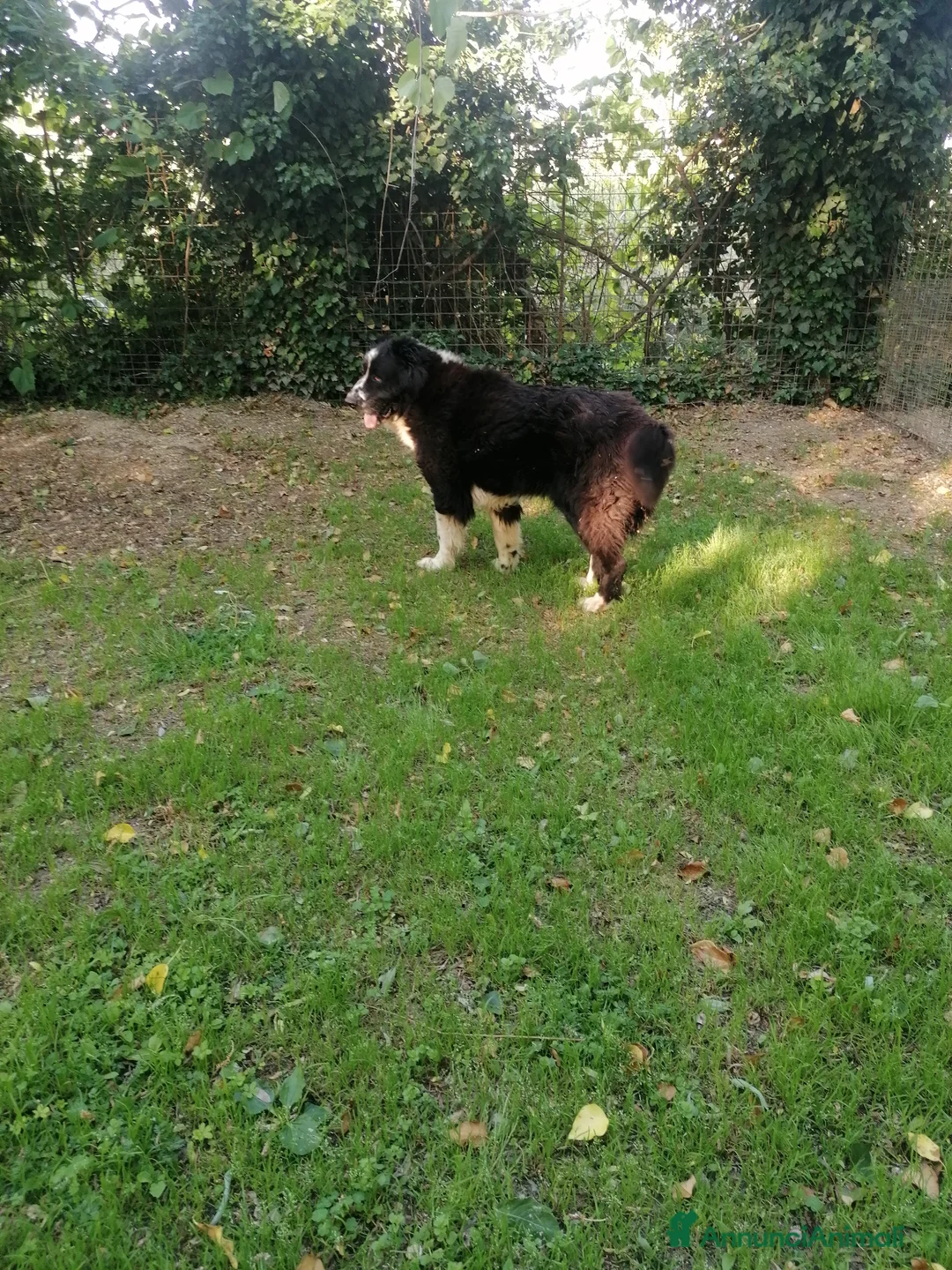 Terranova cani in regalo: Boris, Terranova in Canile  - Annuncio 2