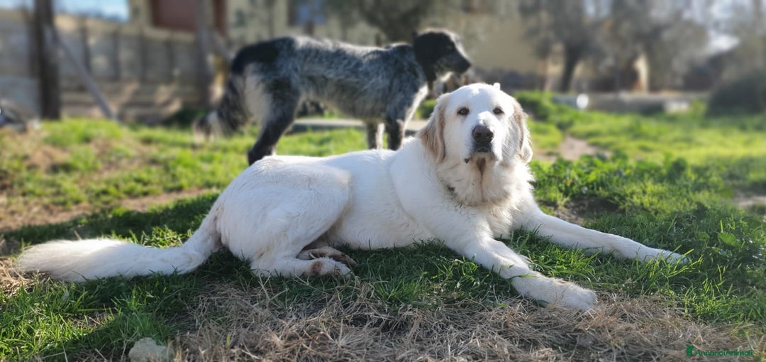 Pastore Maremmano cani in regalo: Thor fiero e maestoso maremmano a Città metropolitana di Roma Capitale - Immagine 7
