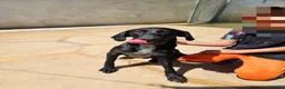 Meticcio cani in regalo: Massy: cucciolone incrocio bracco dolcissimo  - Annuncio 9