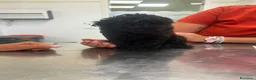 Barboncino cani in vendita: Barboncino nano nero  - Annuncio 4