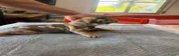 Bulldog Francese cani in vendita: bulldog francese bulldog animali  - Annuncio 20