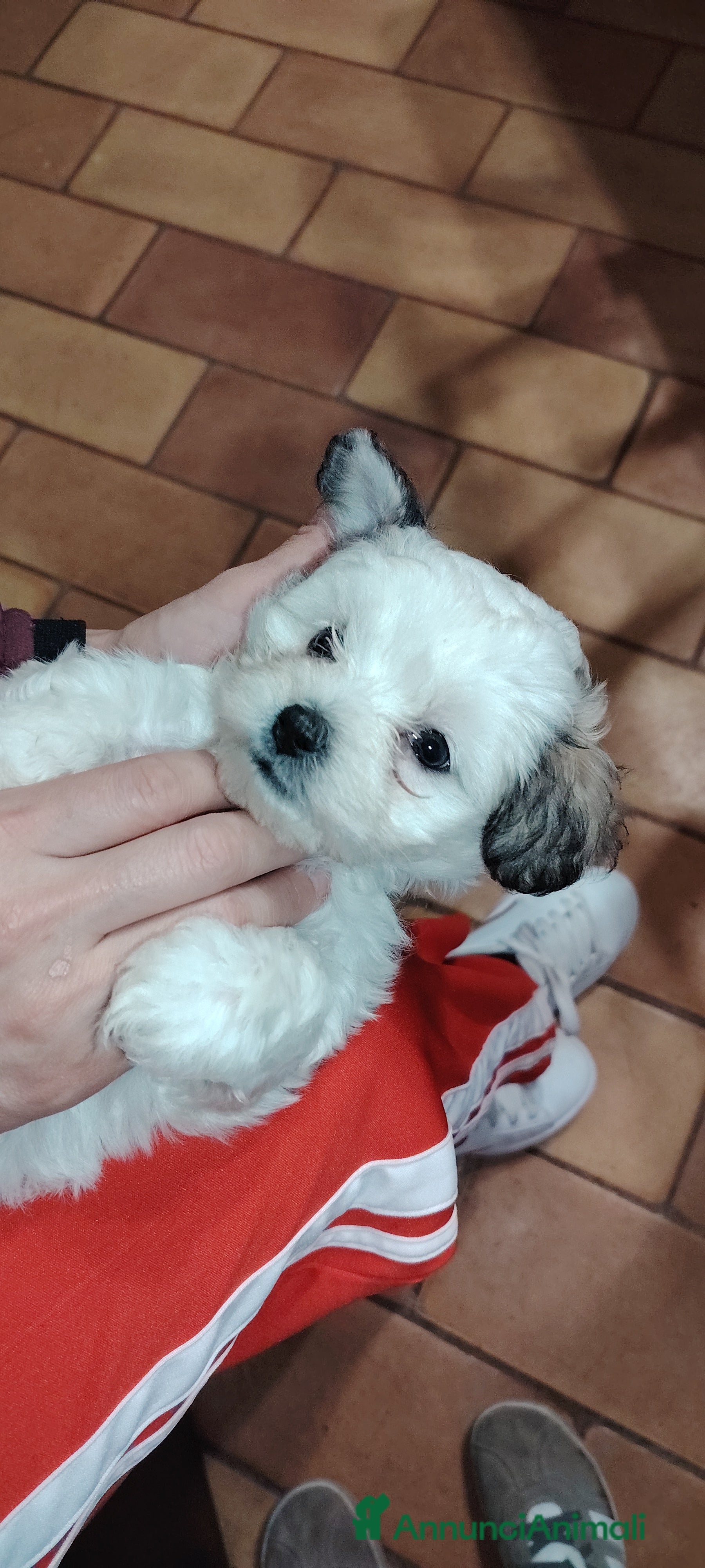 Meticcio cani 2 femmine e 2 maschi - Annuncio 10