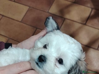 Meticcio cani 2 femmine e 2 maschi - Annuncio 33