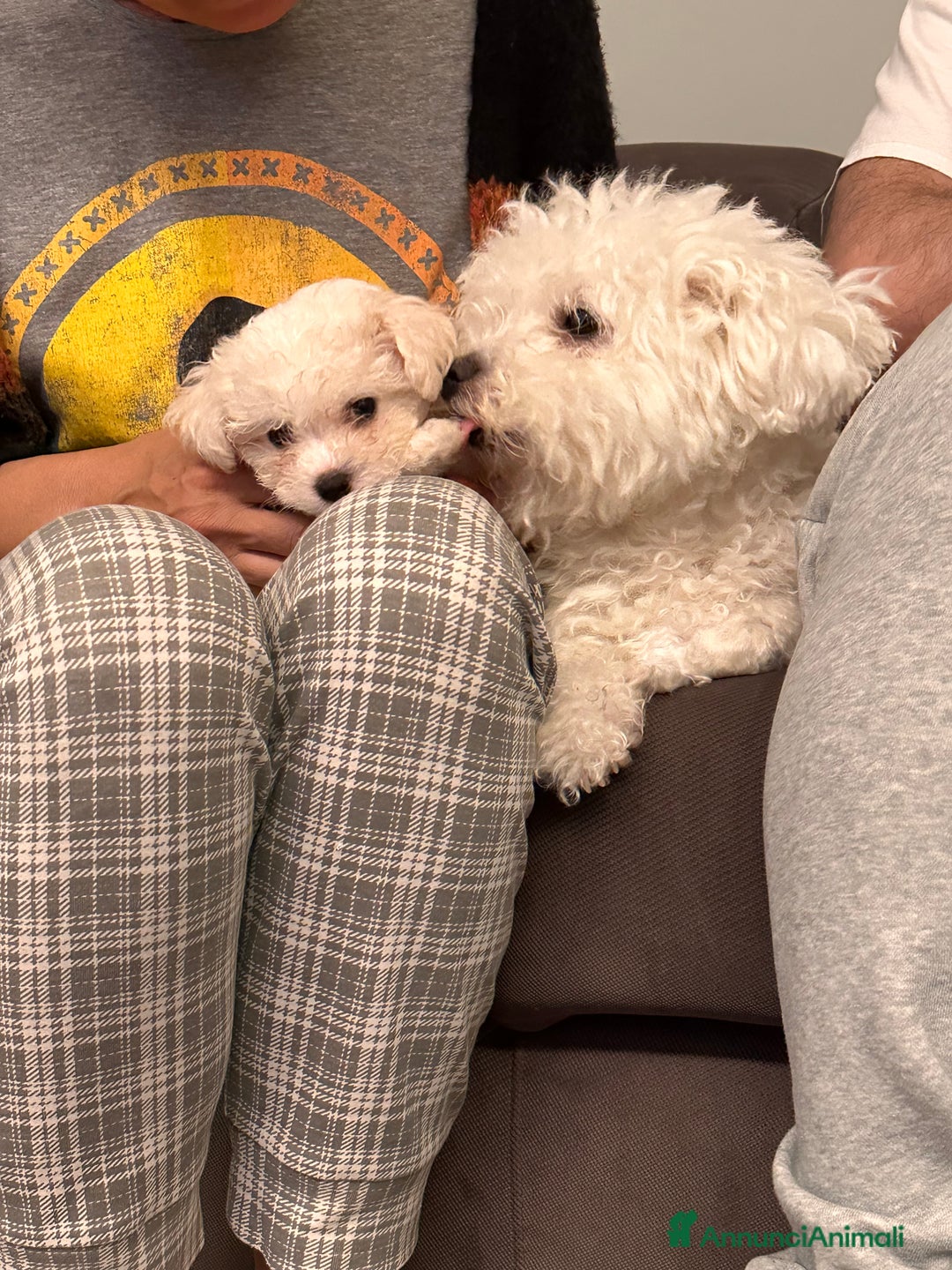 Bolognese cani in vendita: Due cuccioli di razza bolognese cercano casa - Annuncio 7