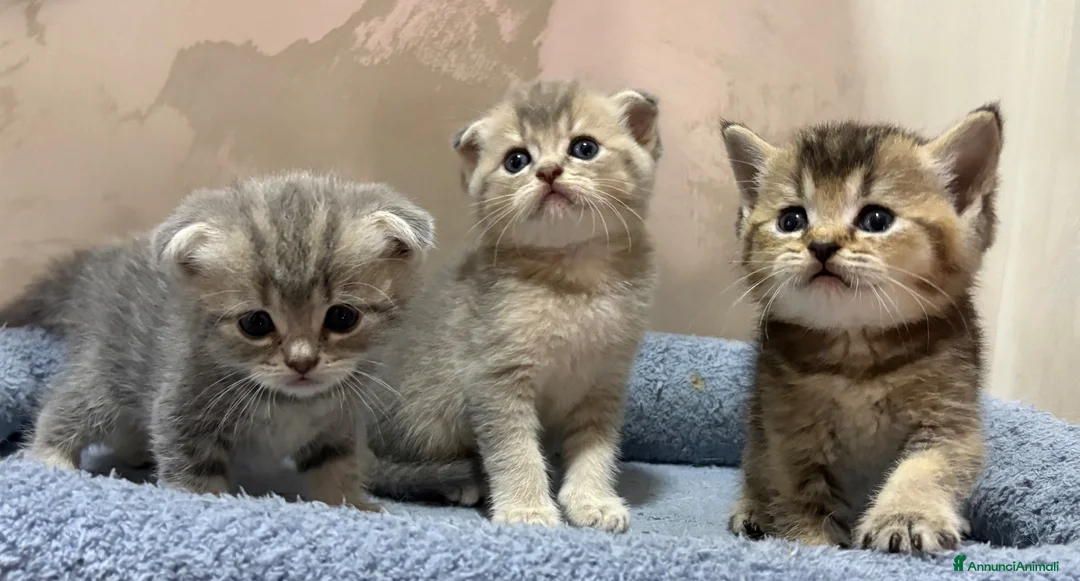 British gatti in vendita: Scottish fold sthrait  - Annuncio 11