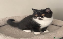 Scottish gatti in vendita: Scottish straight e fold - Annuncio 2