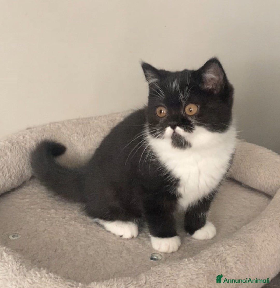 Scottish gatti in vendita: Scottish straight e fold - Annuncio 2