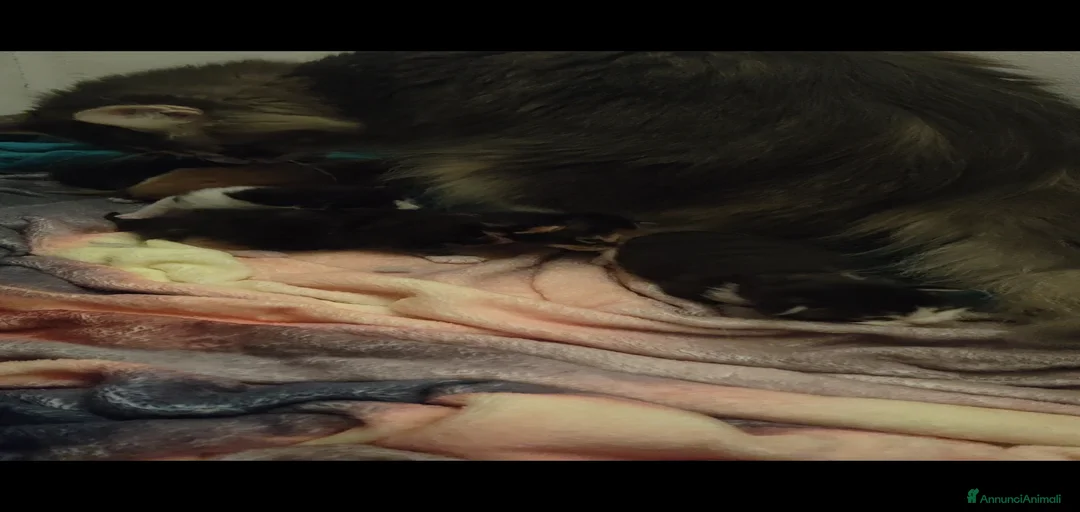 Immagine della galleria {{count}}