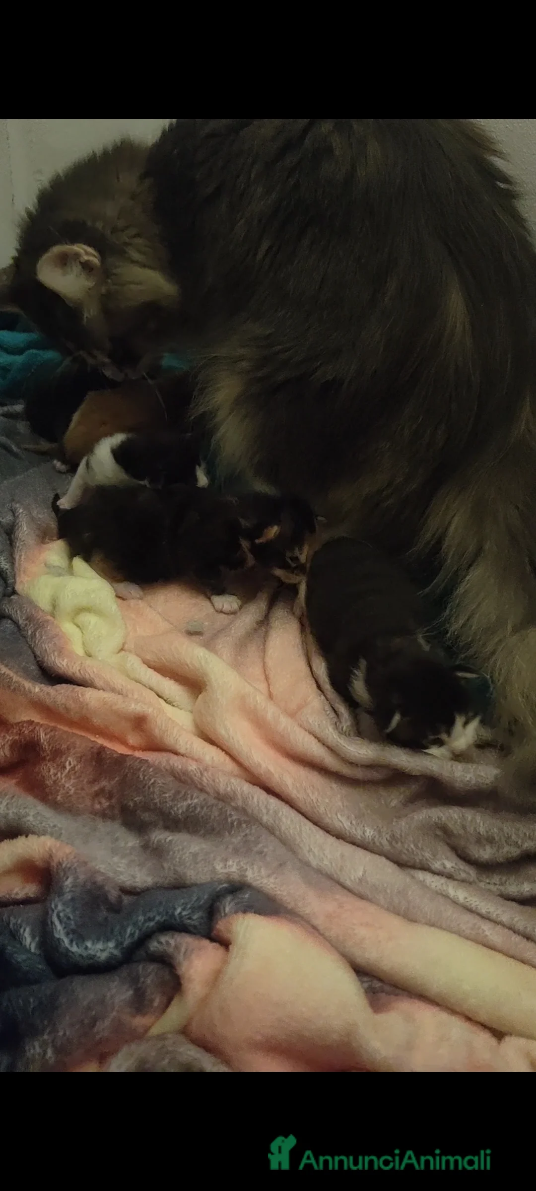 Immagine della galleria {{count}}