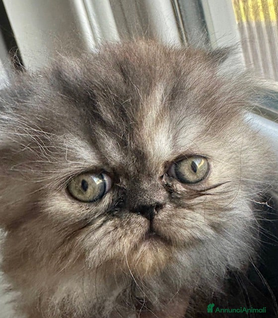 Persiano gatti Cuccioli persiani - Annuncio 23