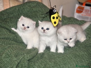 British gatti British shortair - Annuncio 36