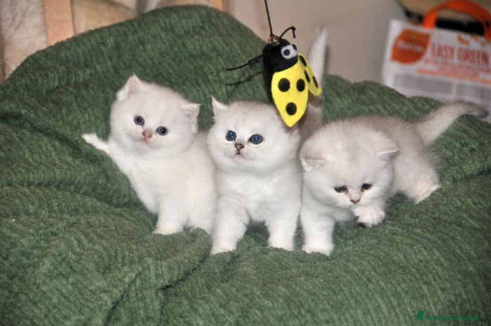 British gatti - Annuncio 14