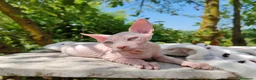 Sphynx gatti in vendita: Disponibili splendidi cuccioli di Sphynx ✨ - Annuncio 27
