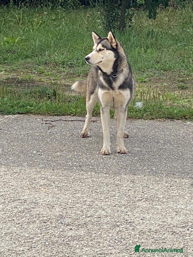 Husky cani Husky femmina 2/3anni,mollata a se stessa.CALABRIA - Annuncio 1