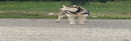 Husky cani in regalo: Husky femmina 2/3anni,mollata a se stessa.CALABRIA a Città metropolitana di Milano - Annuncio 1