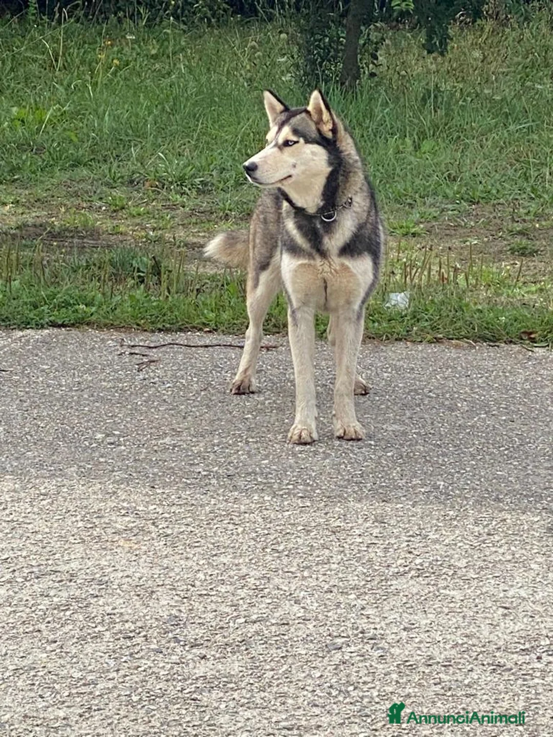 Husky cani in regalo: Husky femmina 2/3anni,mollata a se stessa.CALABRIA a Città metropolitana di Milano - Annuncio 1