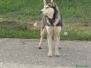 Husky cani Husky femmina 2/3anni,mollata a se stessa.CALABRIA - Annuncio 19
