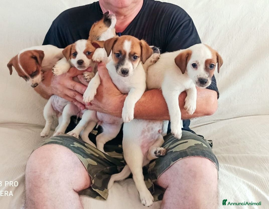 Jack Russell cani Cucciolata jack Russell terrier con pedigree  - Annuncio 5