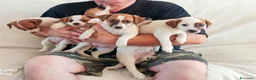 Jack Russell cani in vendita: Cucciolata jack Russell terrier con pedigree  - Annuncio 1