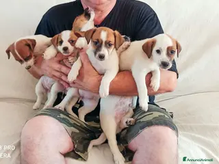 Jack Russell cani Cucciolata jack Russell terrier con pedigree - Annuncio 5