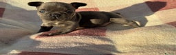 Bulldog Francese cani in vendita: Bulldog francese cuccioli - Annuncio 5
