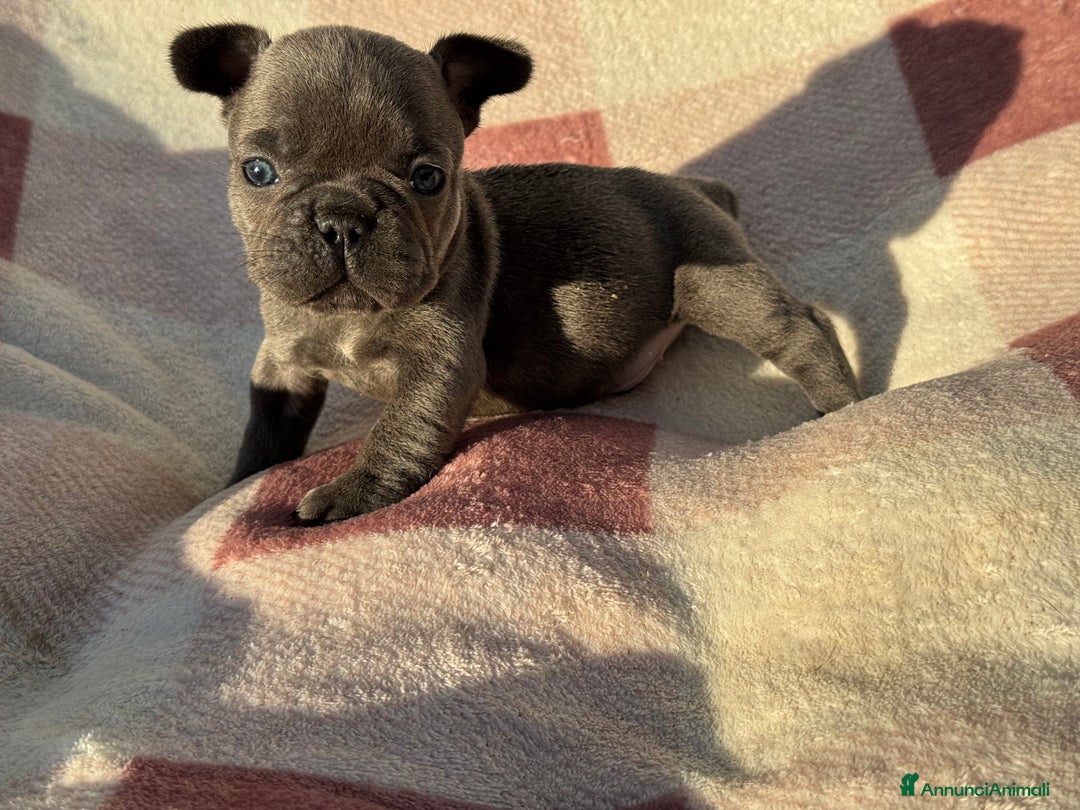 Bulldog Francese cani in vendita: Bulldog francese cuccioli - Annuncio 5