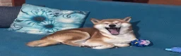 Shiba Inu cani in vendita: VENDITA SHIBA INU  a Provincia di Rieti - Annuncio 6