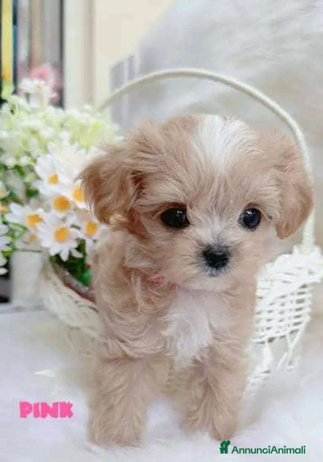 Maltipoo cani in vendita: Adorabili cuccioli Maltipoo F1 a Città metropolitana di Milano - Annuncio 17