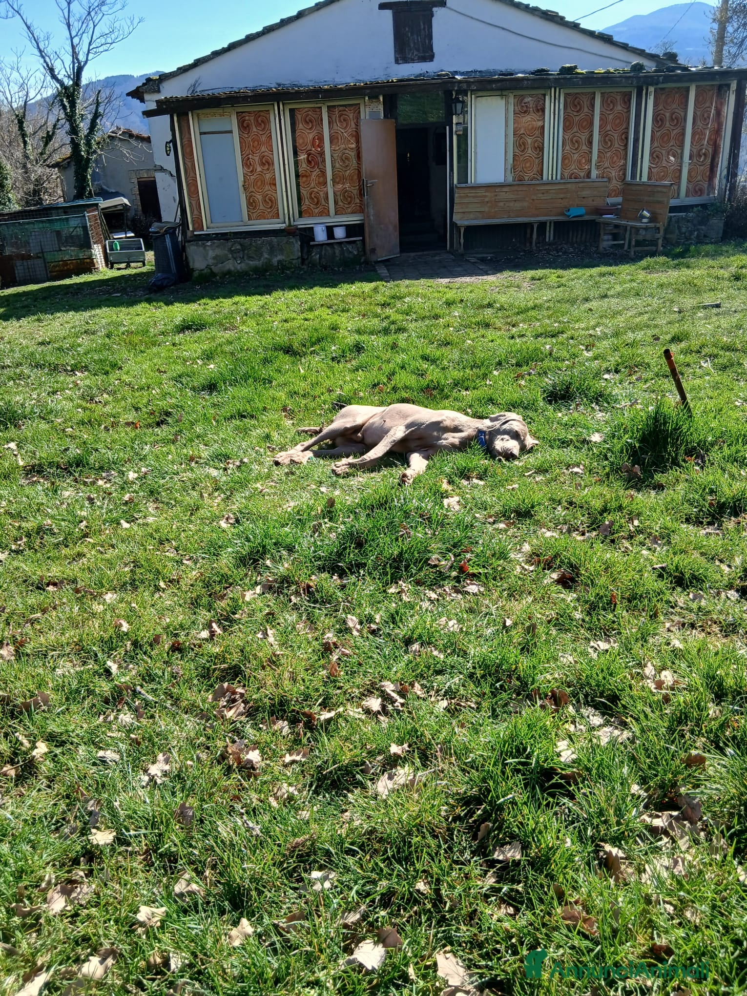 Weimaraner cani Vendo cuccioli weimaraner  - Annuncio 18