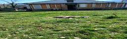 Weimaraner cani in vendita: Vendo cuccioli weimaraner  - Annuncio 1