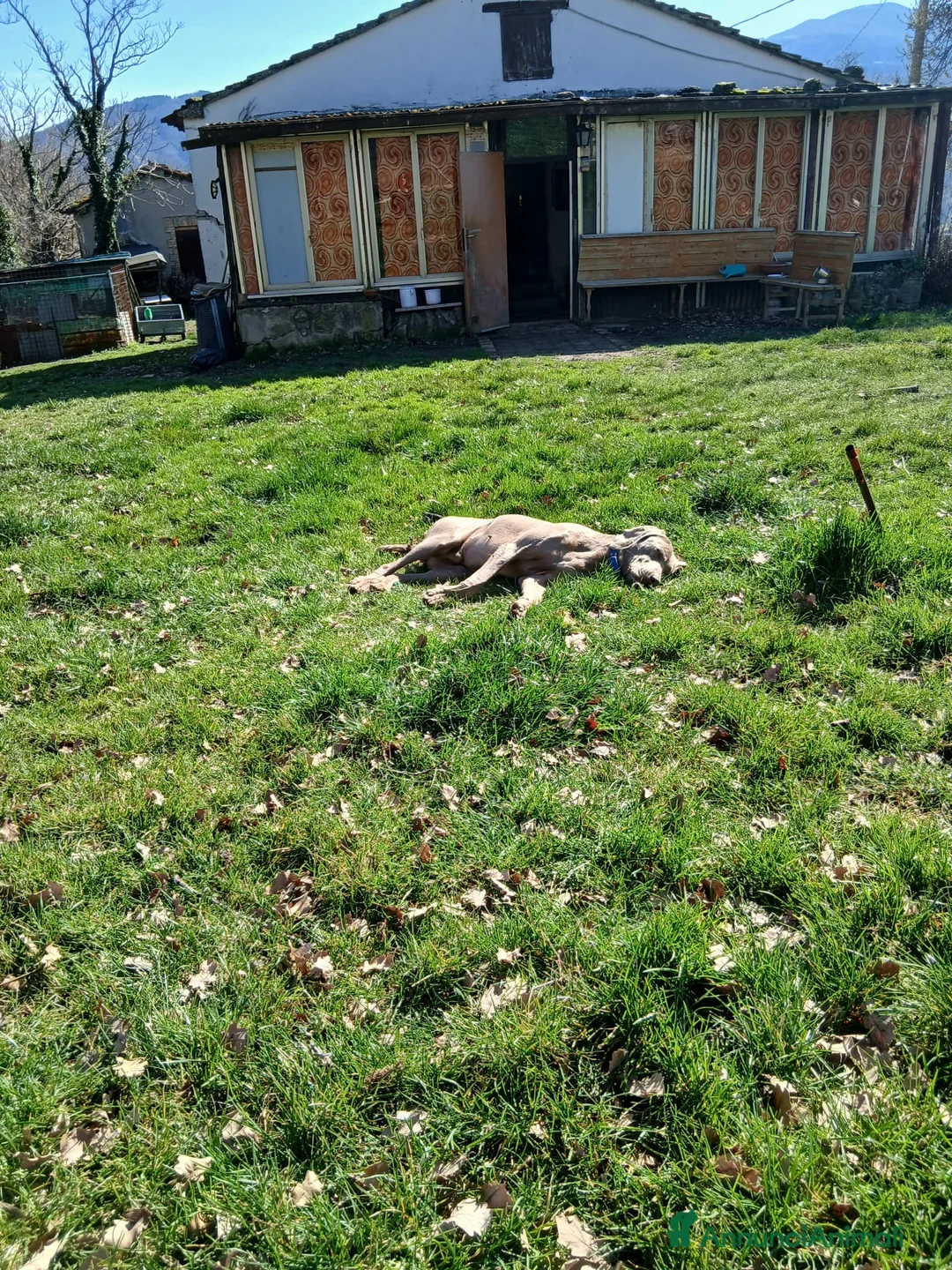 Weimaraner cani in vendita: Vendo cuccioli weimaraner  - Annuncio 1