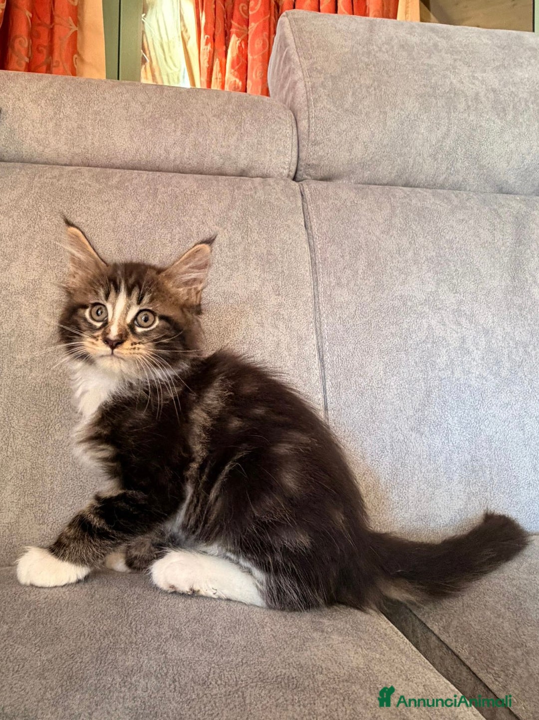 Maine Coon gatti in vendita: Cuccioli Maine Coon  - Immagine 1