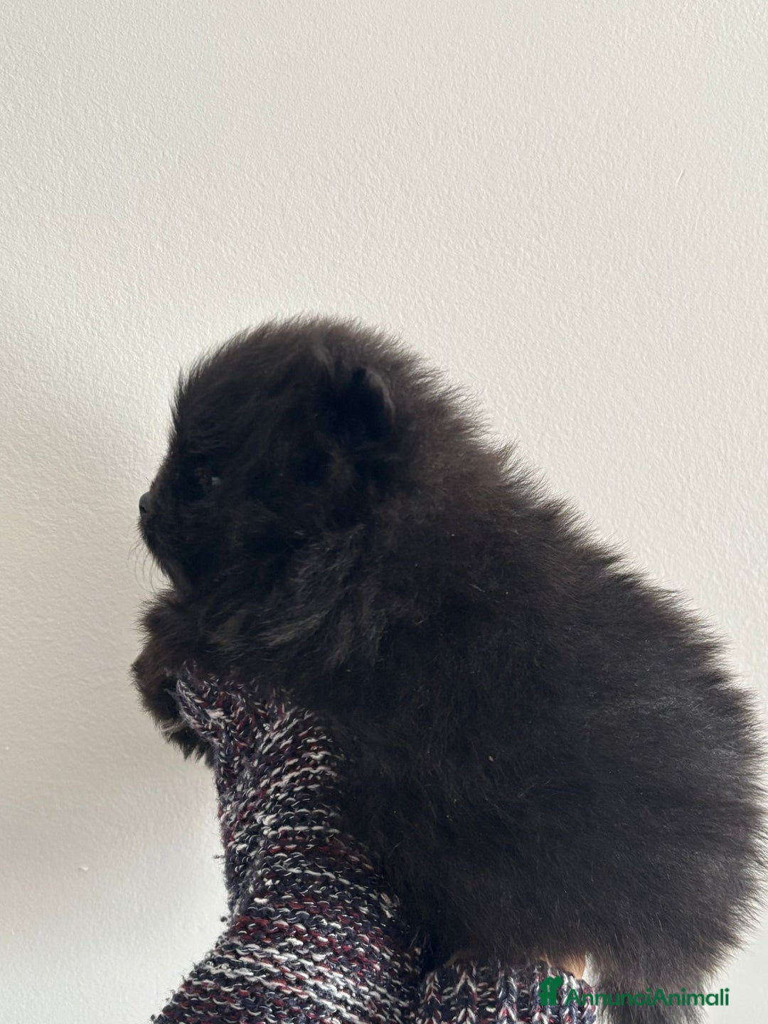 Spitz cani in vendita: SPITZ POMERANIA  - Annuncio 6