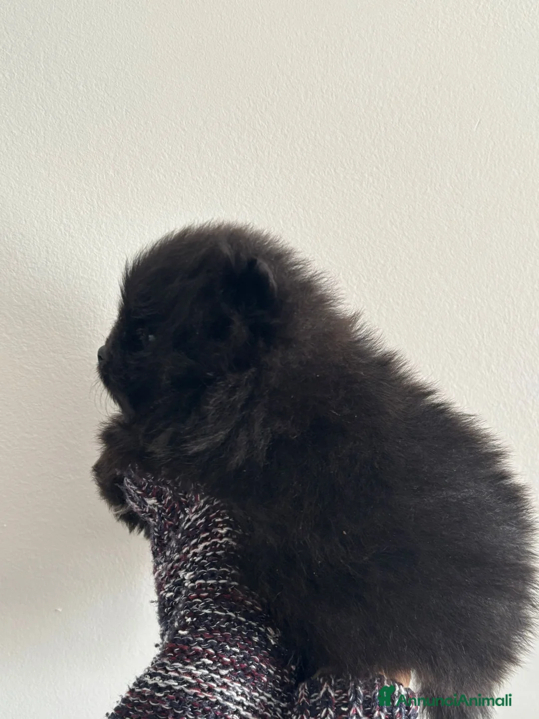 Spitz cani in vendita: SPITZ POMERANIA  - Annuncio 6