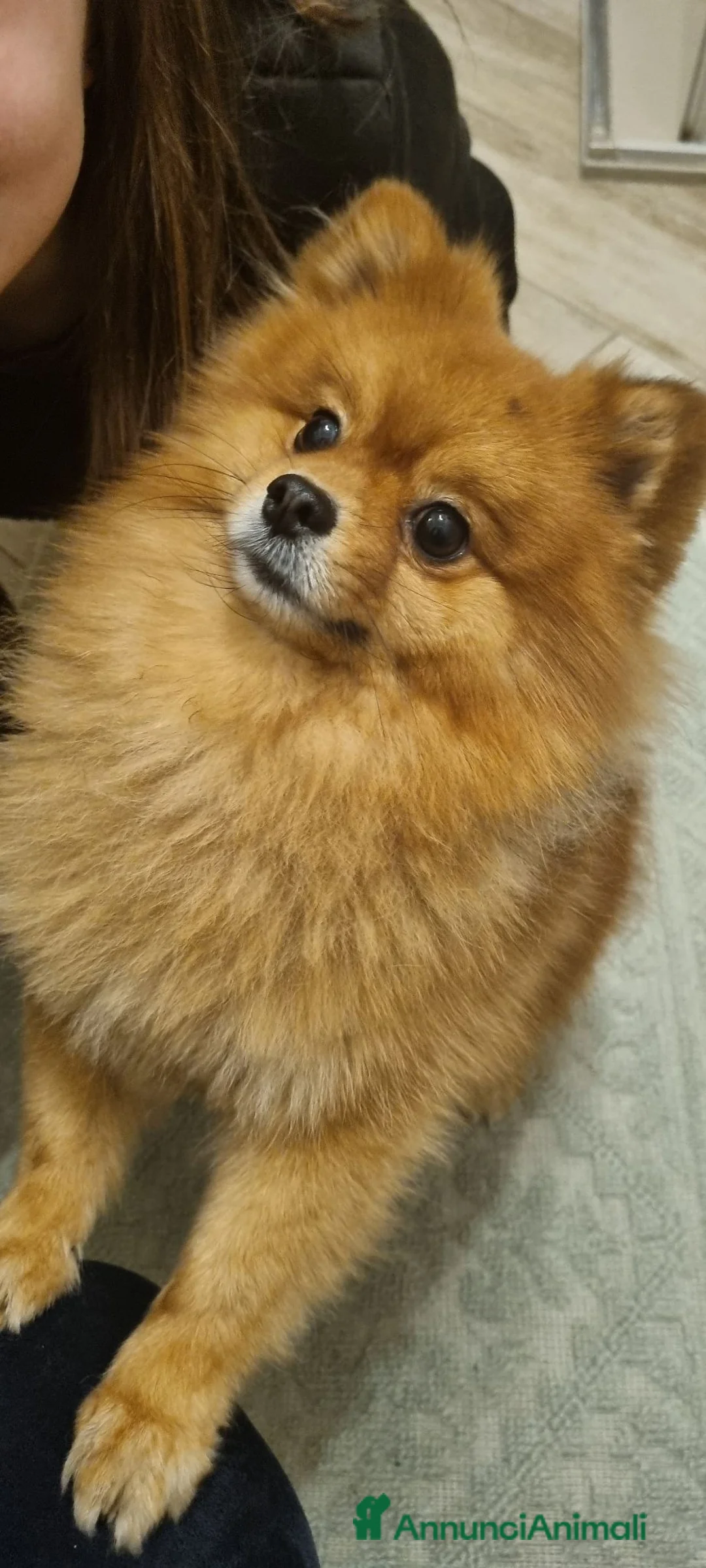 Spitz cani per accoppiamento: Un cavaliere senza titolo ma dall'anima reale a Provincia di Modena - Annuncio 2