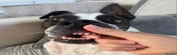 Meticcio cani in regalo:  2anni mix molossina il 27/6 torna al sud.TREVISO - Annuncio 7